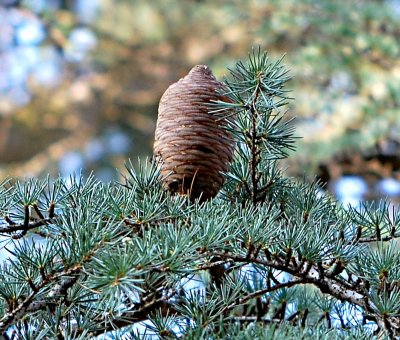 Cedrus atlantica - cedr atlaský - šištice